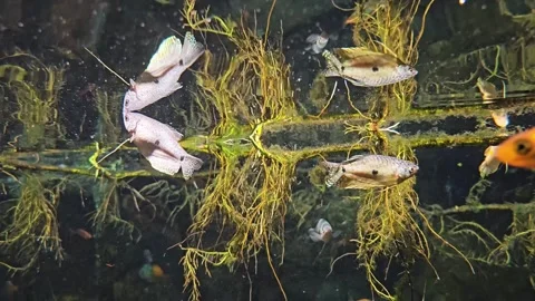 Close view of dotted rainbow fish Stock Footage 296555500