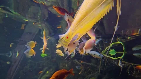 Close view of dotted rainbow fish floating Stock Footage 296850836