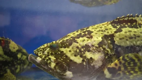 Close-up view of the Dragon Tiger Grouper fishes swimming in the aquarium. 動画素材 231083753