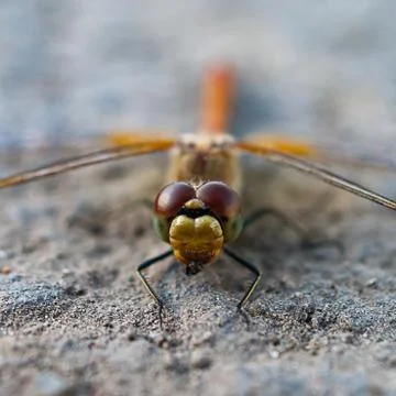 Close view of a dragonfly on the ground ready to attack Stock Photos