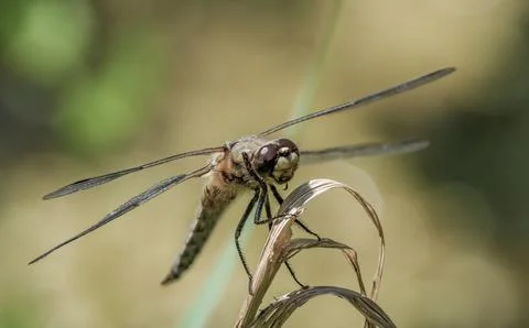 Close-up view of a dragonfly perching on a grass blade, showcasing intricate  Stock Photos