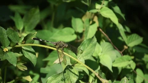 Close up view of dragonfly on plant Stock Footage 249931739