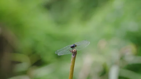 Close Up View of Dragonfly Resting on Green Stalk Stock Footage 347264659