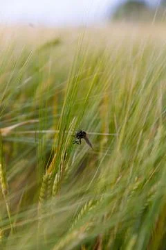 A Close-Up View of a Dragonfly Resting on Green Grassy Stalks in a Scenic Field Stock Photos