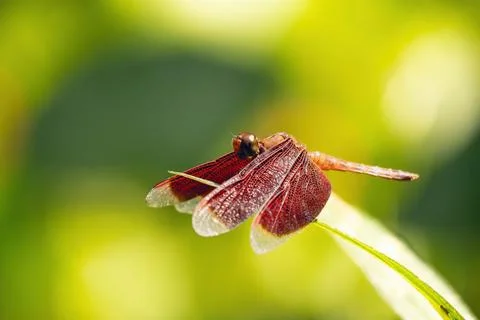 A close-up view of a dragonfly resting on a leaf in a sunlight garden. Stock Photos