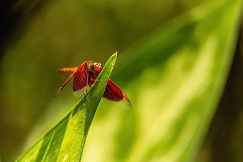 A close-up view of a dragonfly resting on a leaf in a sunlight garden. Stock Photos