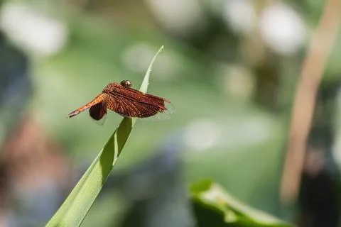 A close-up view of a dragonfly resting on a leaf in a sunlight garden. Stock Photos