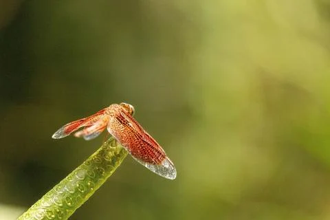 A close-up view of a dragonfly resting on a leaf in a sunlight garden. Stock Photos