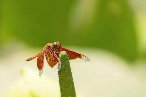 A close-up view of a dragonfly resting on a leaf in a sunlight garden. Stock Photos
