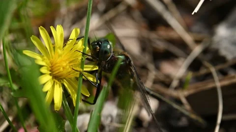 Close-up view of dragonfly sitting on a dandelion with very high detail eyes Stock Footage 155394303