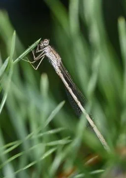 A close-up view of a dragonfly sitting on a grass stalk in summer Stock Photos
