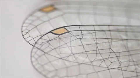 Close up view of the dragonfly wings under the microscope Stock Footage 300189498