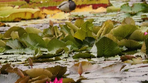 A close view of a drake duck Stock Footage 261249306