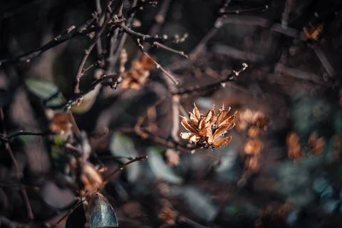 Close-up view of dried brown seed pods on dark bare branches in winter Stock Photos
