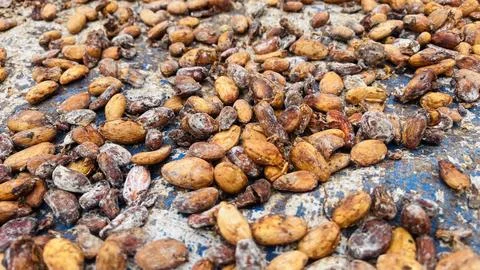Close-Up View Of Dried Cocoa Beans on Drying Mat Surface Stock Photos