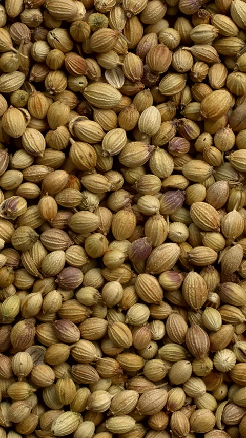 Close-up view of dried coriander seeds texture. Vertical video. Stock Footage 299931316