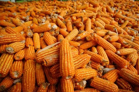 Close-up view of dried corn cobs stacked together,  Stock Photos