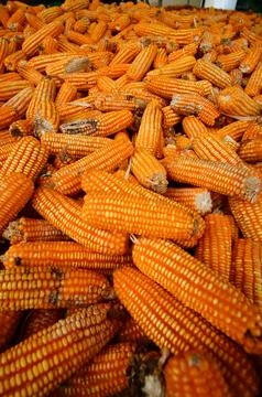 Close-up view of dried corn cobs stacked together,  Stock Photos