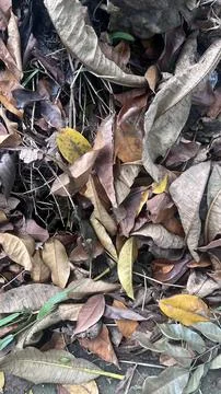 A close up view of dried fallen leaves in various brown, yellow, and gray hue Stock Photos