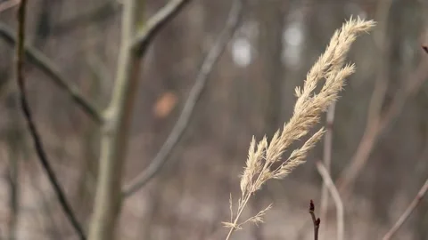 Close up view of dried grass swaying in the wind Stock-Footage 233161877