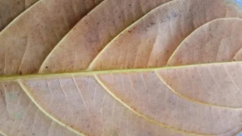 Close up view of dried jackfruit leaves Artocarpus heterophyllus Foto stock