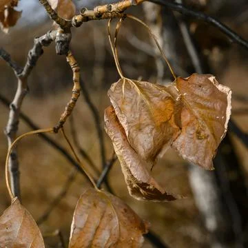 A close-up view of dried leaves on a tree branch in autumn Stock Photos