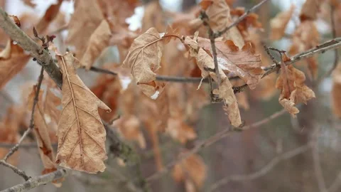 Close up view of dried oak leaves swaying in the wind Stock Footage 233162025