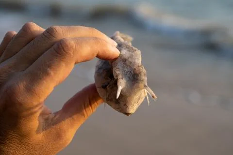 Close view of dried puffer fish near shoreline Stock Photos