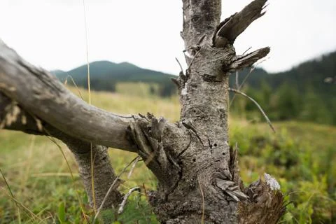 Close up view of dried tree trunk outdoor. Stock Photos