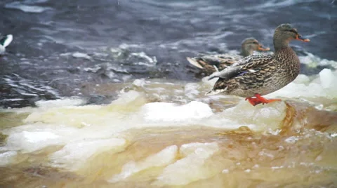 Close-up view at drifting ice in river and ducks Stock Footage 40809169