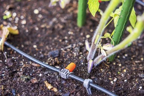 Close-up view of a drip watering system installed in a vegetable greenhouse. Stock Photos