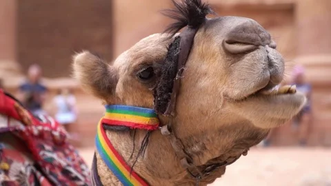 Close up view of dromedary resting in front of Petra treasury, Jordan Stock Footage 119172513