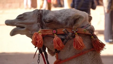 Close up view of dromedary resting in front of Petra treasury, Jordan Stock Footage 119172831