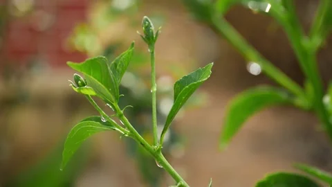 Close view of dropping water over green plant 動画素材 147704729