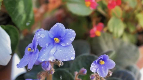 Close up view of drops falling on lilac look with bokeh vegetable background Stock Footage 128296458