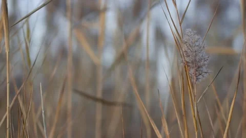 Close up view of dry cattails during winter time, slow motion. Stock Footage 323688709