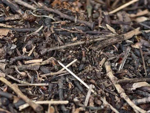 Close view of dry forest floor with twigs and bark Stock Photos