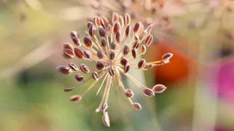 Close up view of Dry Fresh Dill Fronds and Seeds on the plant in a flower a.. Video stock 320856093