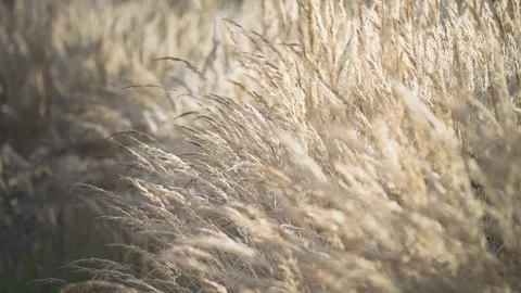 A close-up view of dry grass ears, their slender forms swaying gently Stock Footage 246363849