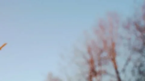 Close up view at dry grass on field Stock Footage 40701146