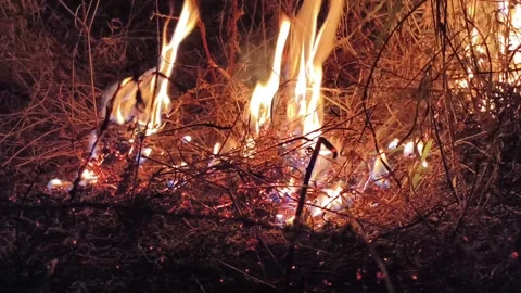 Close up view of dry grass fire with visible flames and embers Stock Footage 327982242
