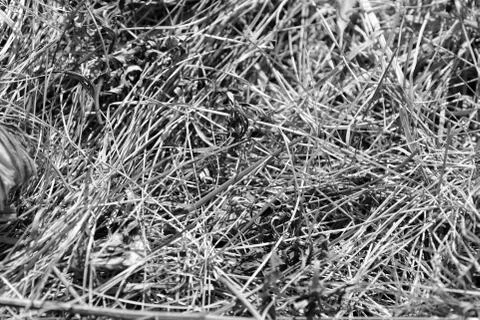 Close up view of dry grass in the forest. Natural background black and white Stock Photos