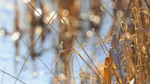 Close up view of dry grass by the pond with nice bokeh in winter time. Stock Footage 315147316