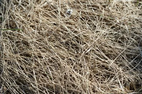 Close up view of dry grass in the spring forest. Natural background Stock Photos