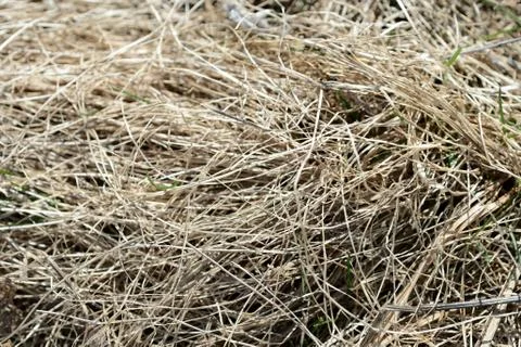 Close up view of dry grass in the spring forest. Natural background Stock Photos