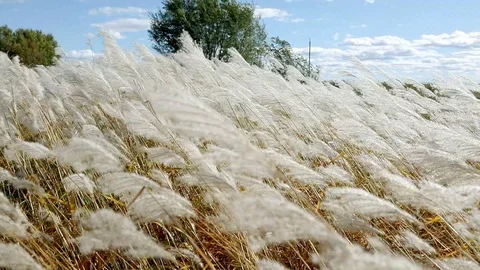 Close-up view of dry grasses Stock Footage 95432564