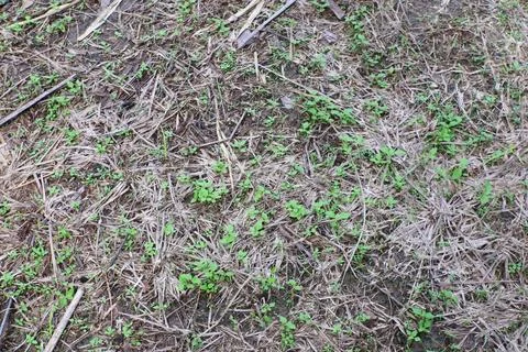 A close-up view of dry ground with sprouting green plants. The texture of the Stock Photos