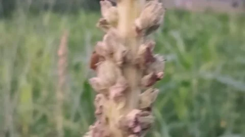 Close-up view of dry hay and plant stalks growing in a field. Stock-Fotos