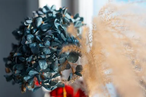 Close-up view of dry hydrangea flower of blue color. Stock Photos