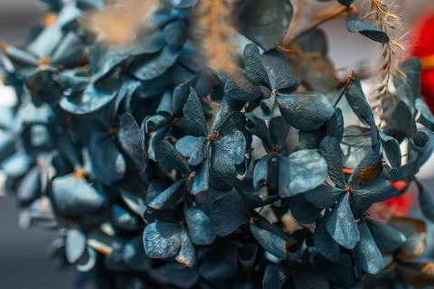 Close-up view of dry hydrangea flower of blue color. Foto stock
